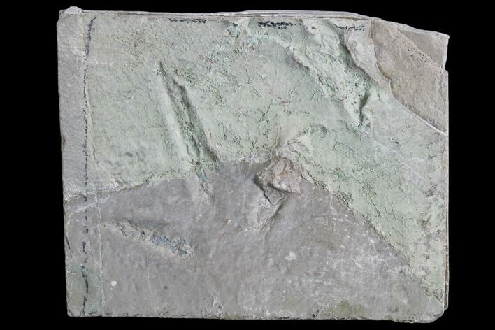 Fossil Bird Track - Green River Formation, Utah #105510